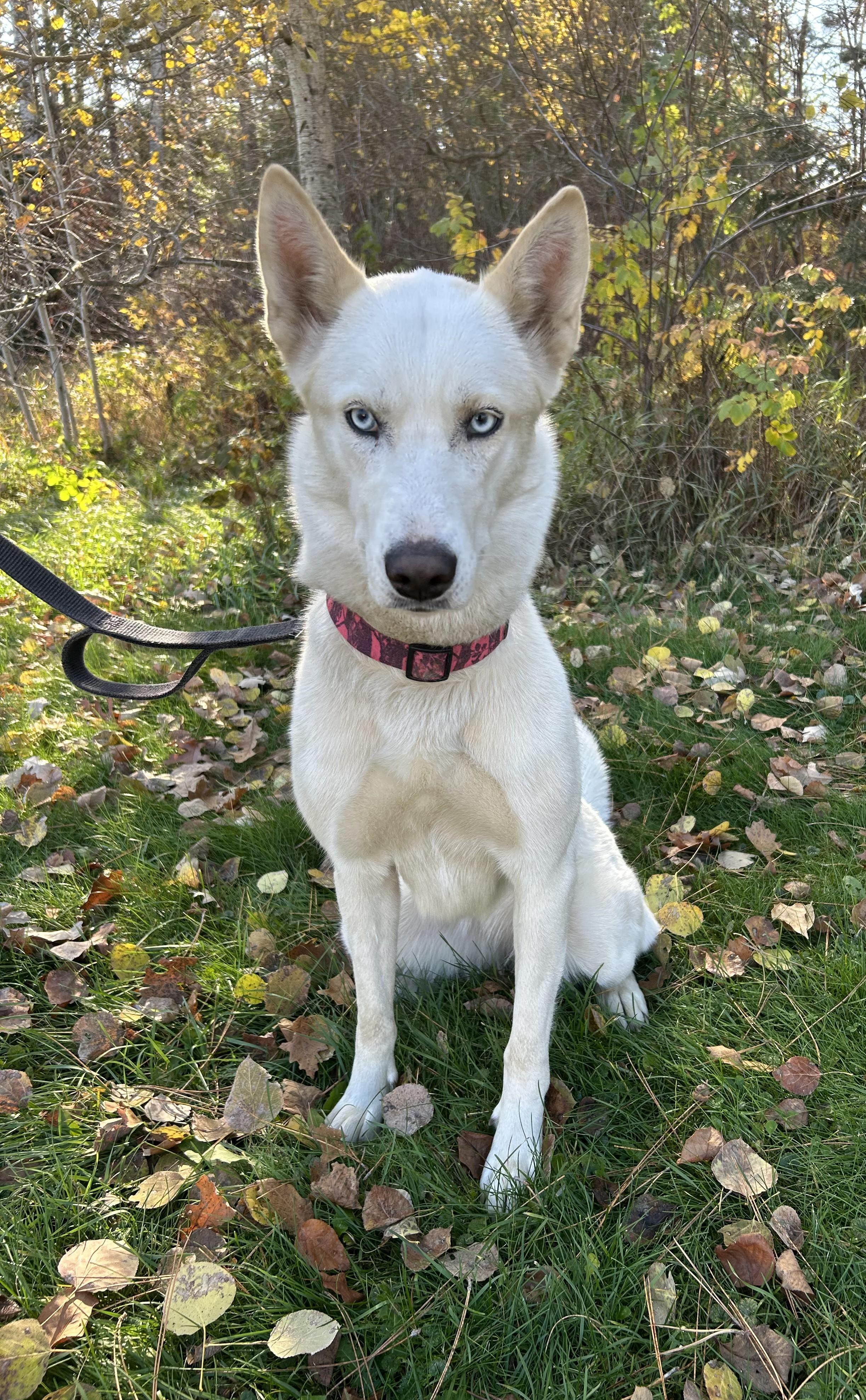 Enlarge Statice, a Adoptable Husky in Brainerd, MN image 4/4