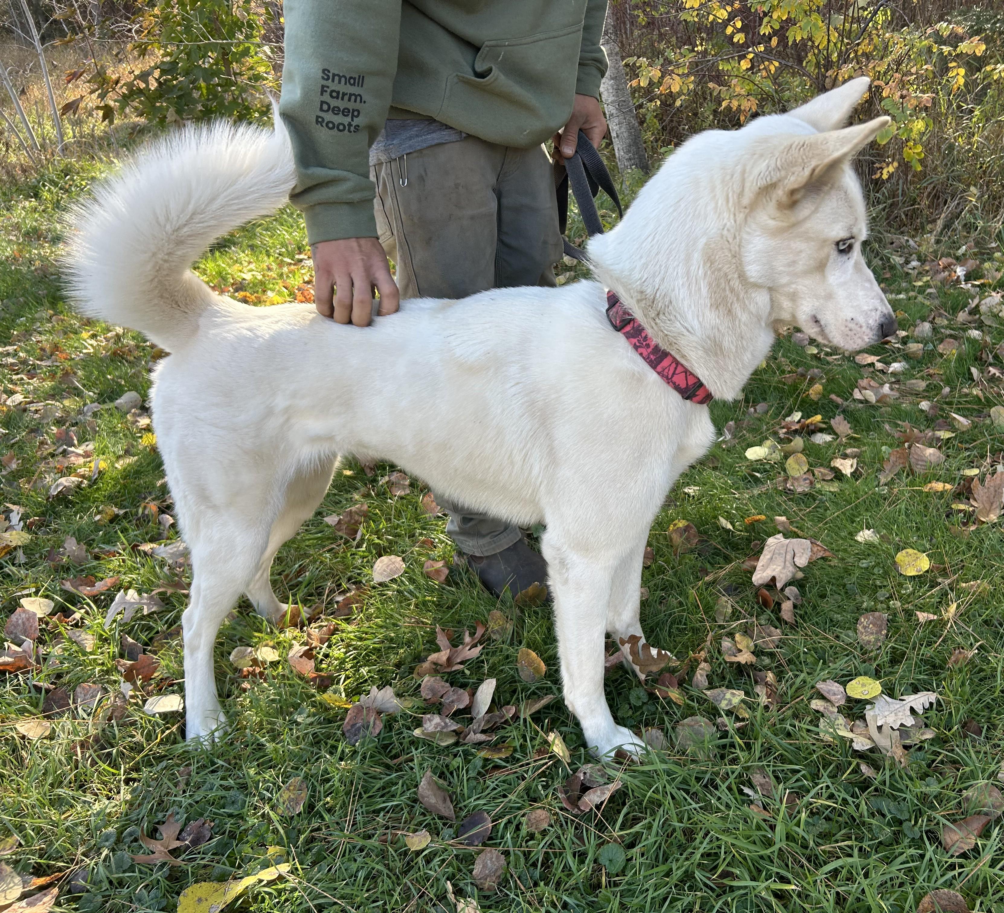 Enlarge Statice, a Adoptable Husky in Brainerd, MN image 3/4