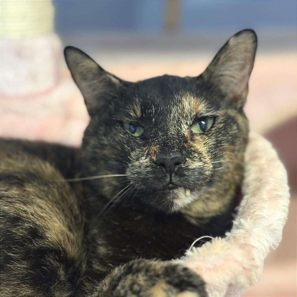 Pixel, Adoptable, Senior Male Domestic Short Hair.