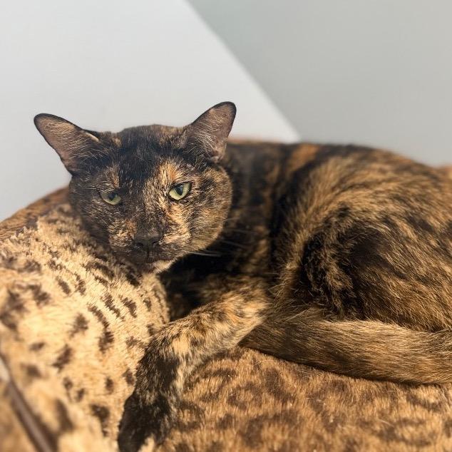 Enlarge Pixel, a Adoptable Domestic Short Hair in Fort Lauderdale, FL image 1/4