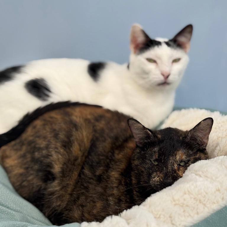 Enlarge Pixel, a Adoptable Domestic Short Hair in Fort Lauderdale, FL image 2/4