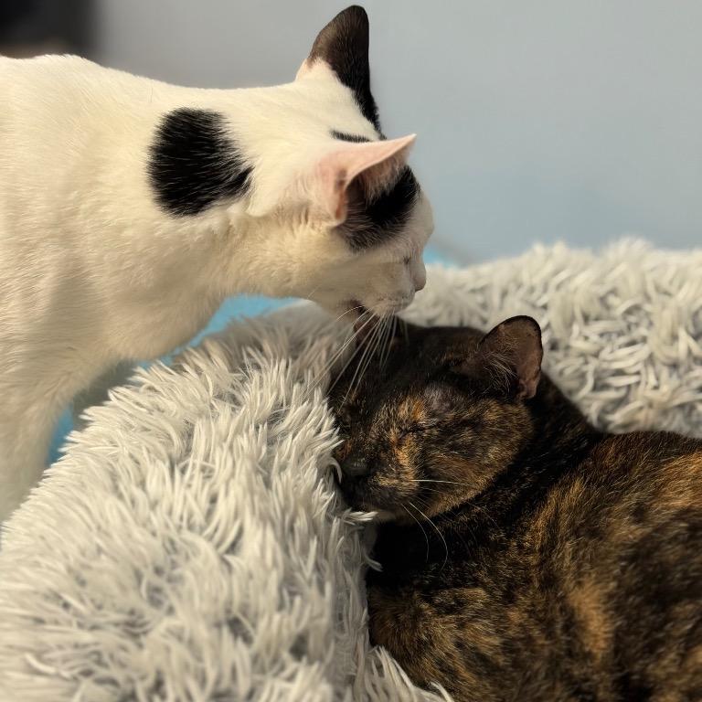 Enlarge Pixel, a Adoptable Domestic Short Hair in Fort Lauderdale, FL image 3/4