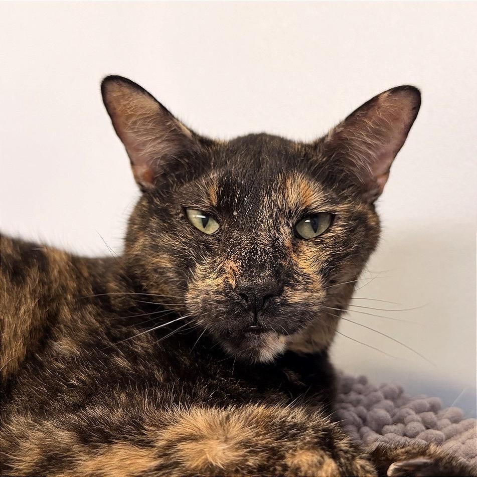 Pixel, a Adoptable Domestic Short Hair in Fort Lauderdale, FL image 4/6