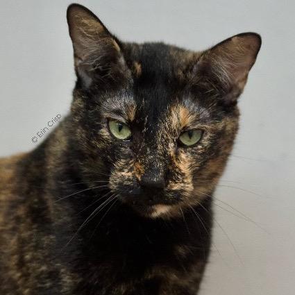 Enlarge Pixel, a Adoptable Domestic Short Hair in Fort Lauderdale, FL image 4/4