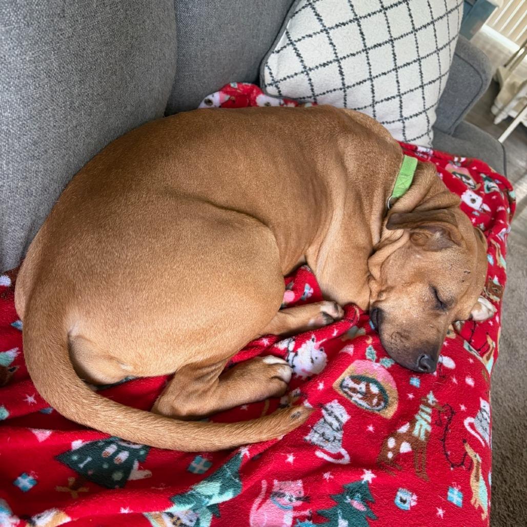 Kareena, Adoptable, Adult Female Mixed Breed.