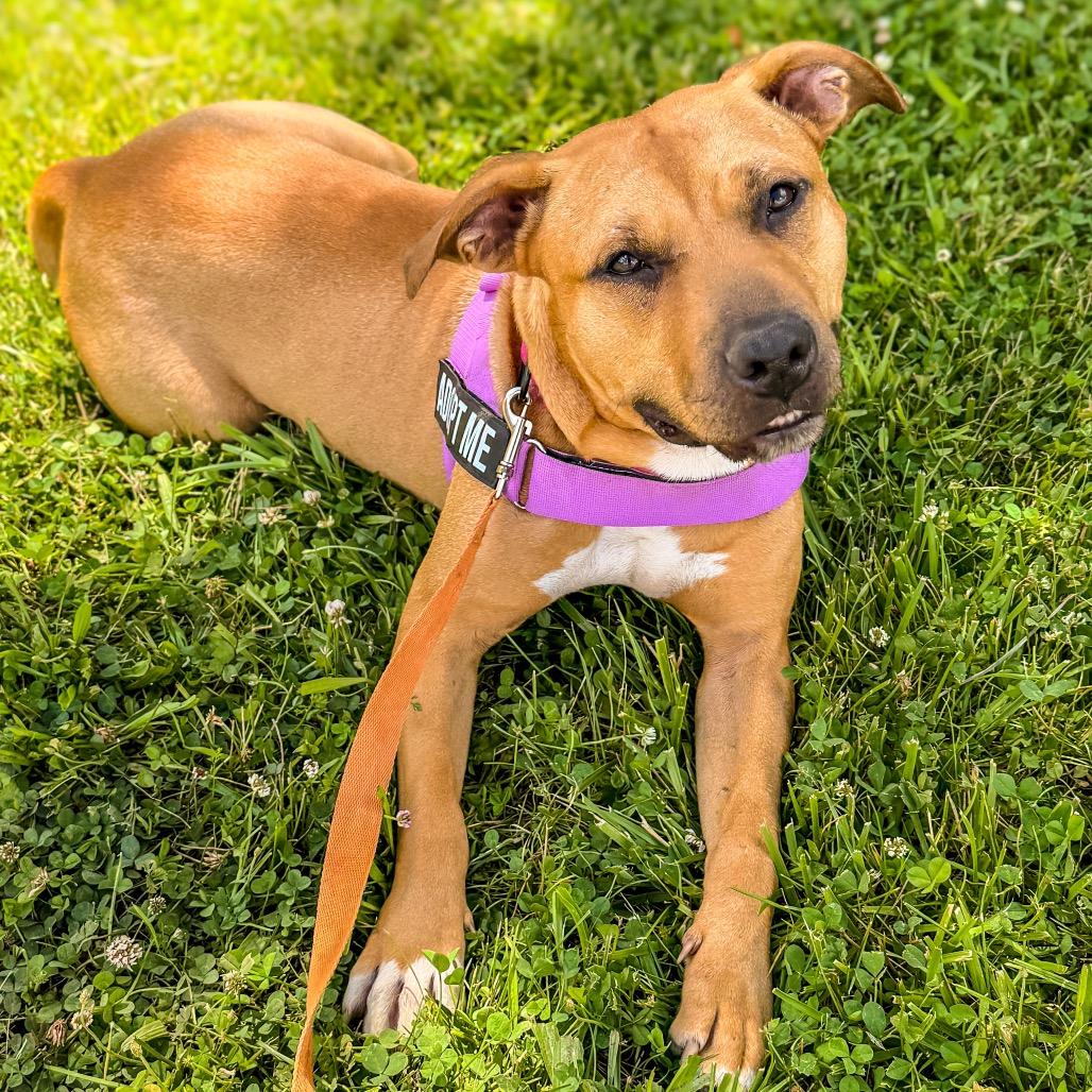 Kareena, a Adoptable Mixed Breed in Springboro, OH image 2/5