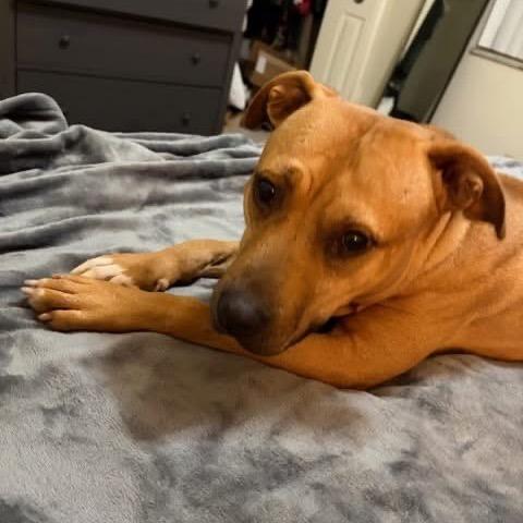 Kareena, a Adoptable Mixed Breed in Springboro, OH image 3/5
