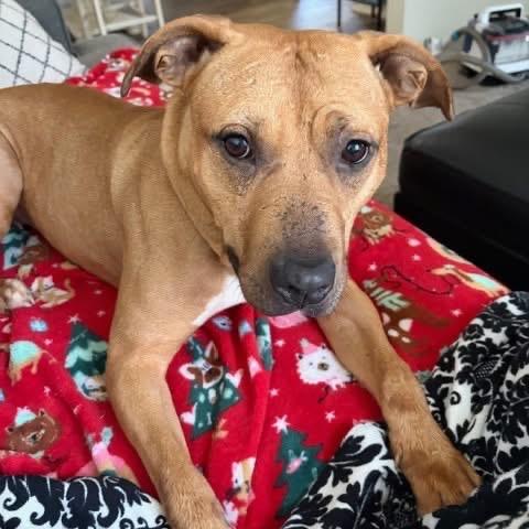 Kareena, a Adoptable Mixed Breed in Springboro, OH image 4/5