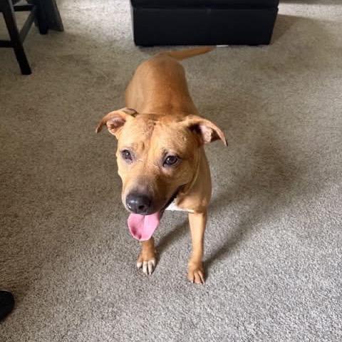 Kareena, a Adoptable Mixed Breed in Springboro, OH image 5/5