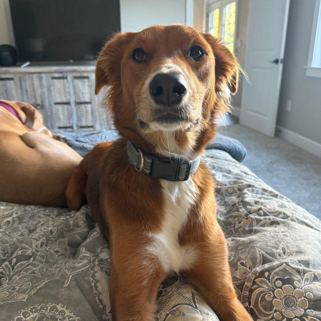 Enlarge ODIN, a Adoptable Border Collie in Chico, CA image 1/1