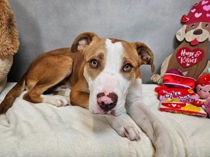 Woofzilla, Adoptable, Adult Male Pit Bull Terrier & Mixed Breed.