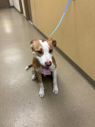 Enlarge Woofzilla, a Adoptable mixed breed in Cedar Hill, TX image 1/1