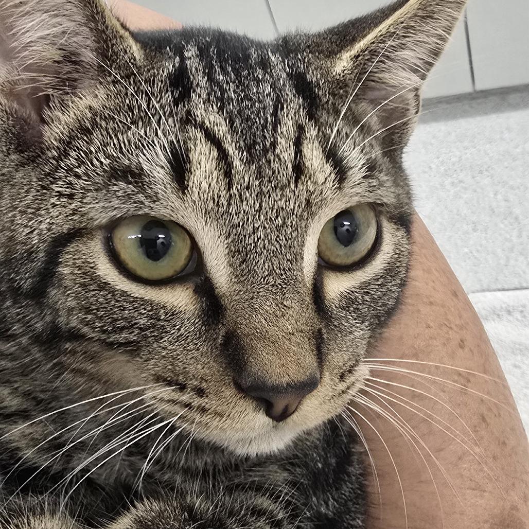 Bailey, Adoptable, Young Male Domestic Short Hair.