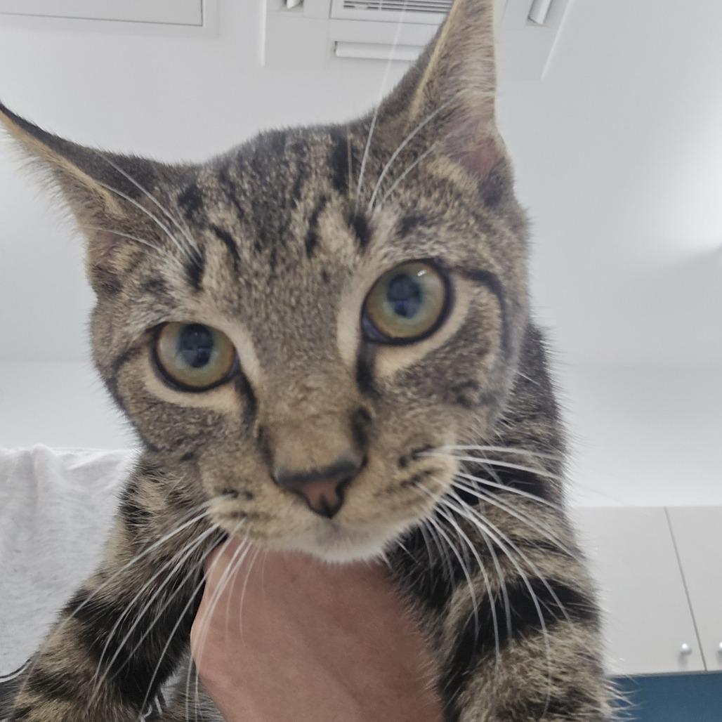 Enlarge Bailey, a Adoptable Domestic Short Hair in Winston Salem, NC image 3/3