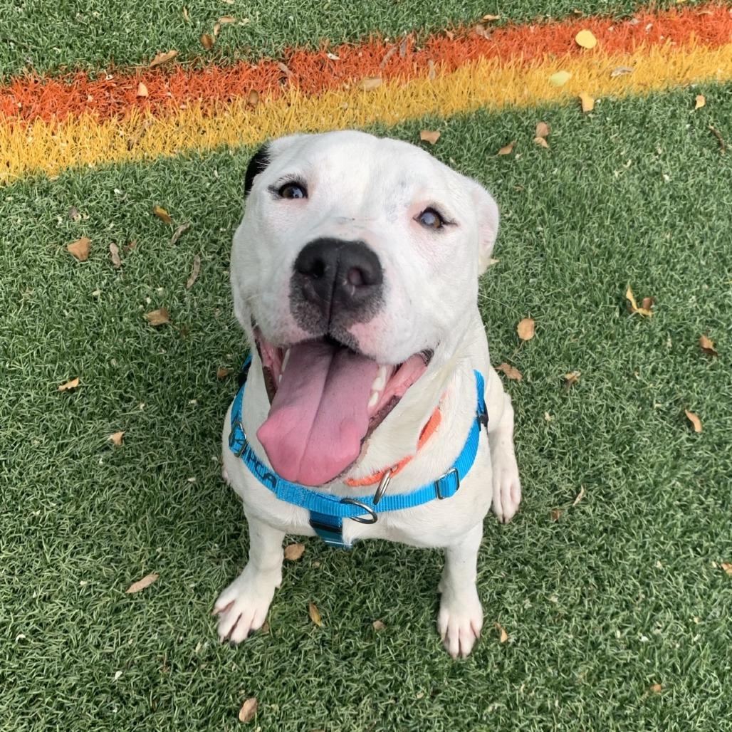 Enlarge Connect Four, a Adoptable Pit Bull Terrier in Baltimore, MD image 1/3