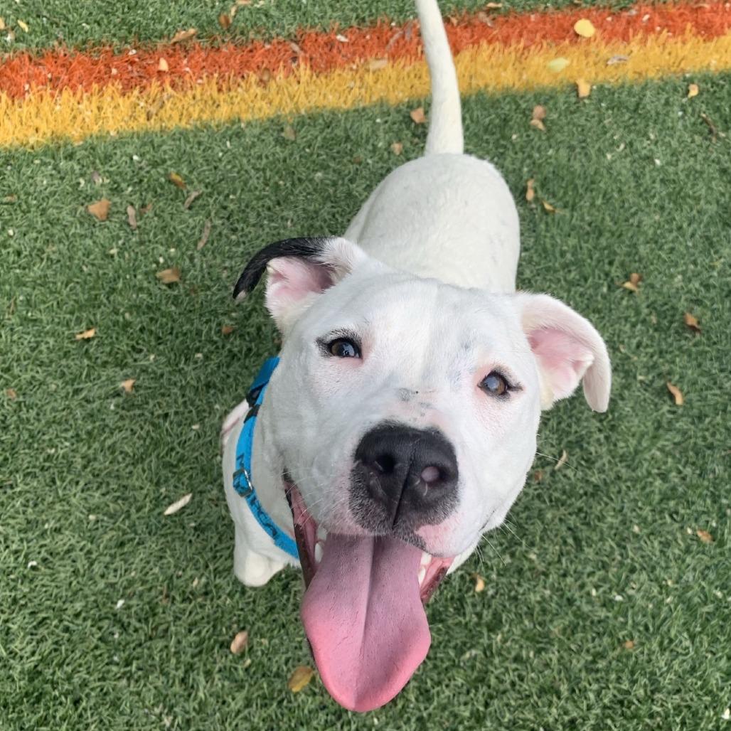 Enlarge Connect Four, a Adoptable Pit Bull Terrier in Baltimore, MD image 2/3