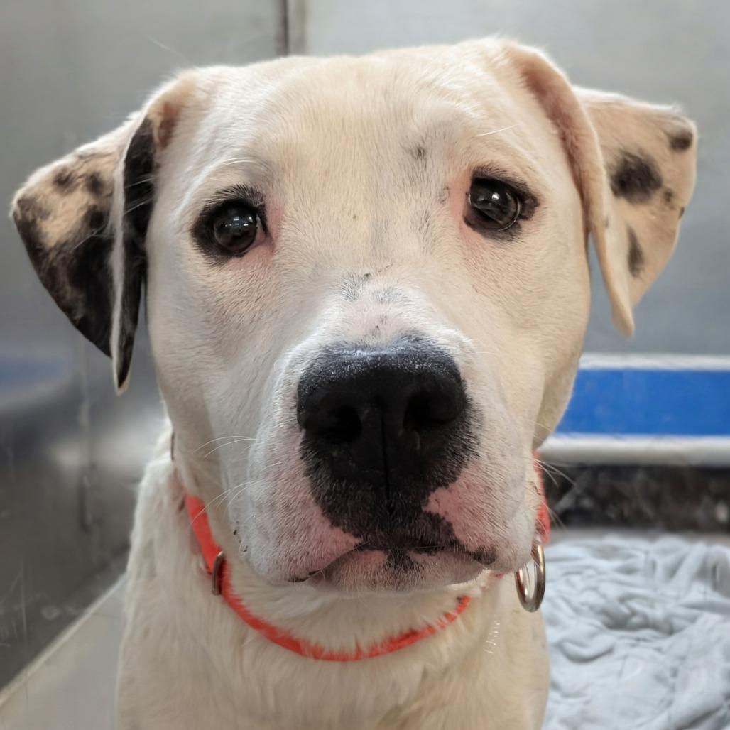Enlarge Connect Four, a Adoptable Pit Bull Terrier in Baltimore, MD image 3/3