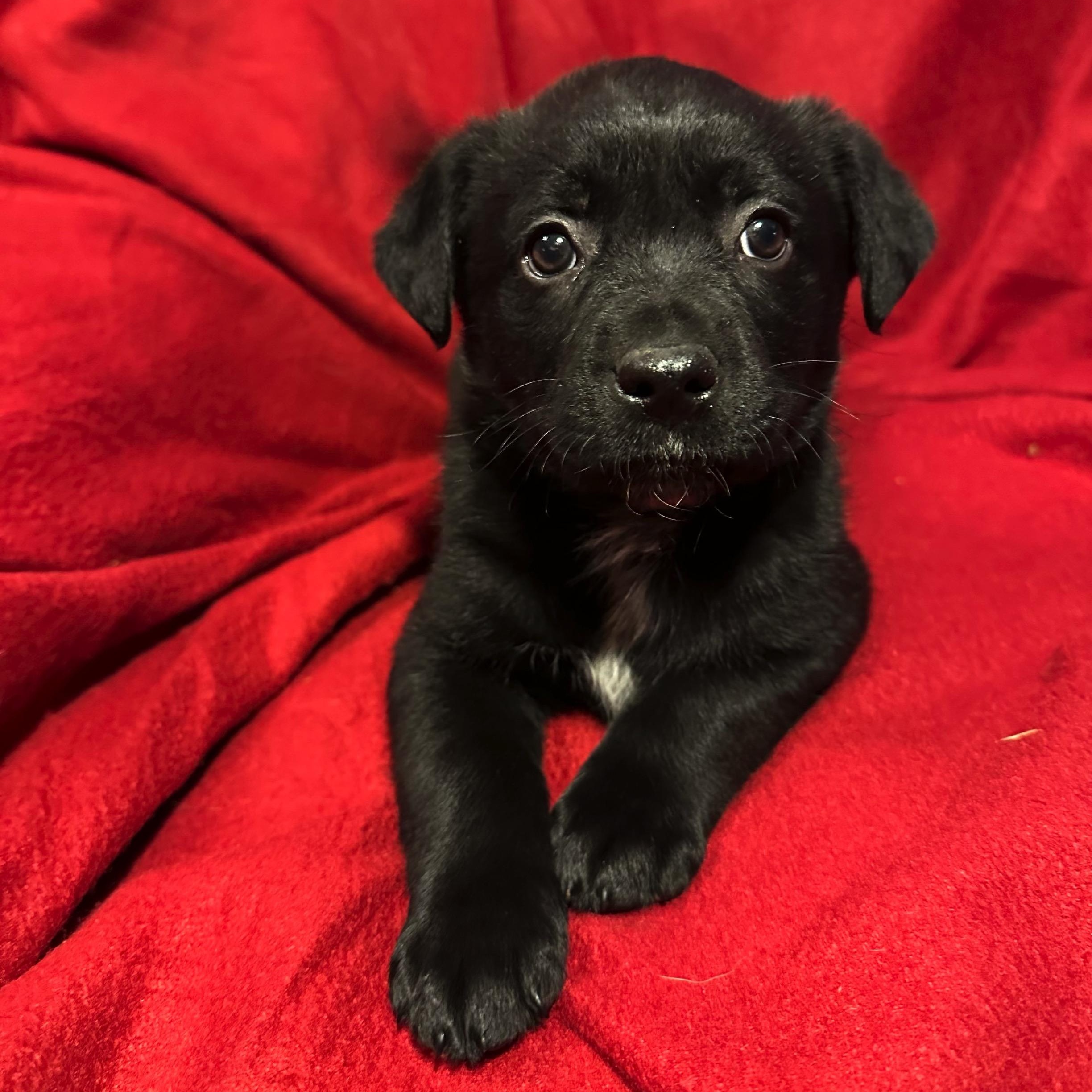 Nick, Adoptable, Puppy Male Black Labrador Retriever.