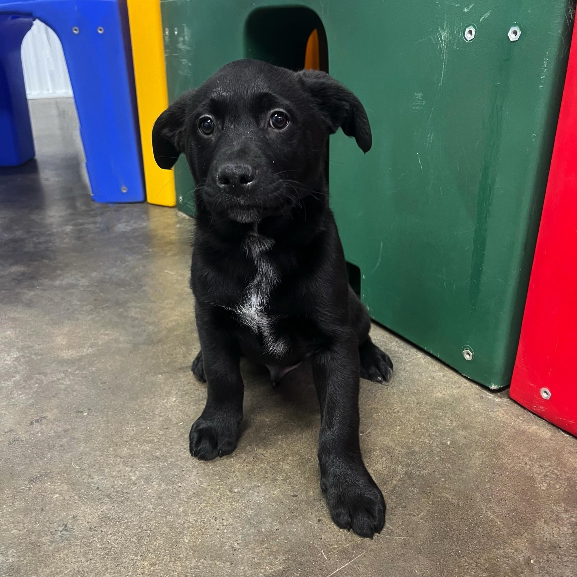Nick, a Adoptable mixed breed in High Ridge, MO image 3/3