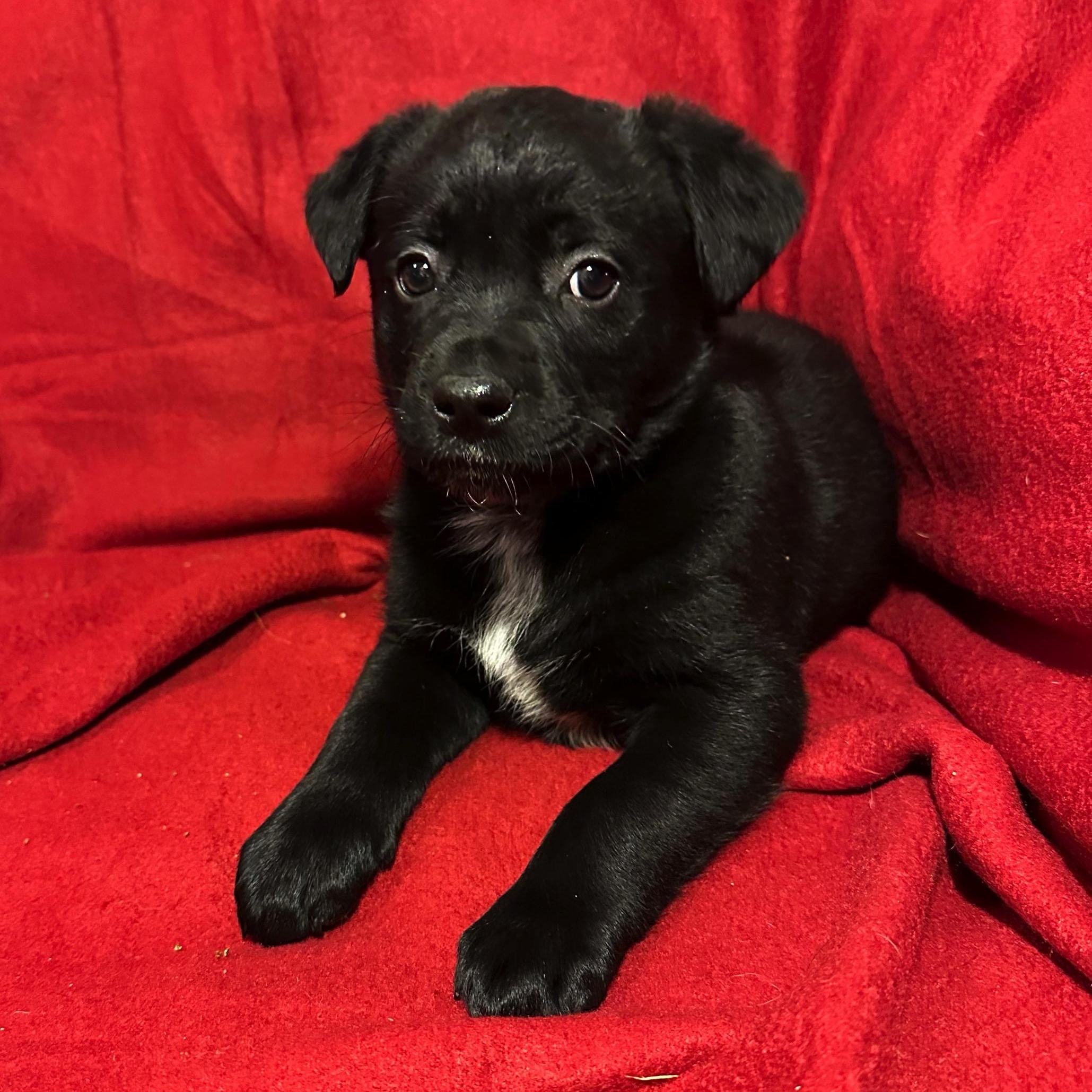 Nick, a Adoptable mixed breed in High Ridge, MO image 2/2