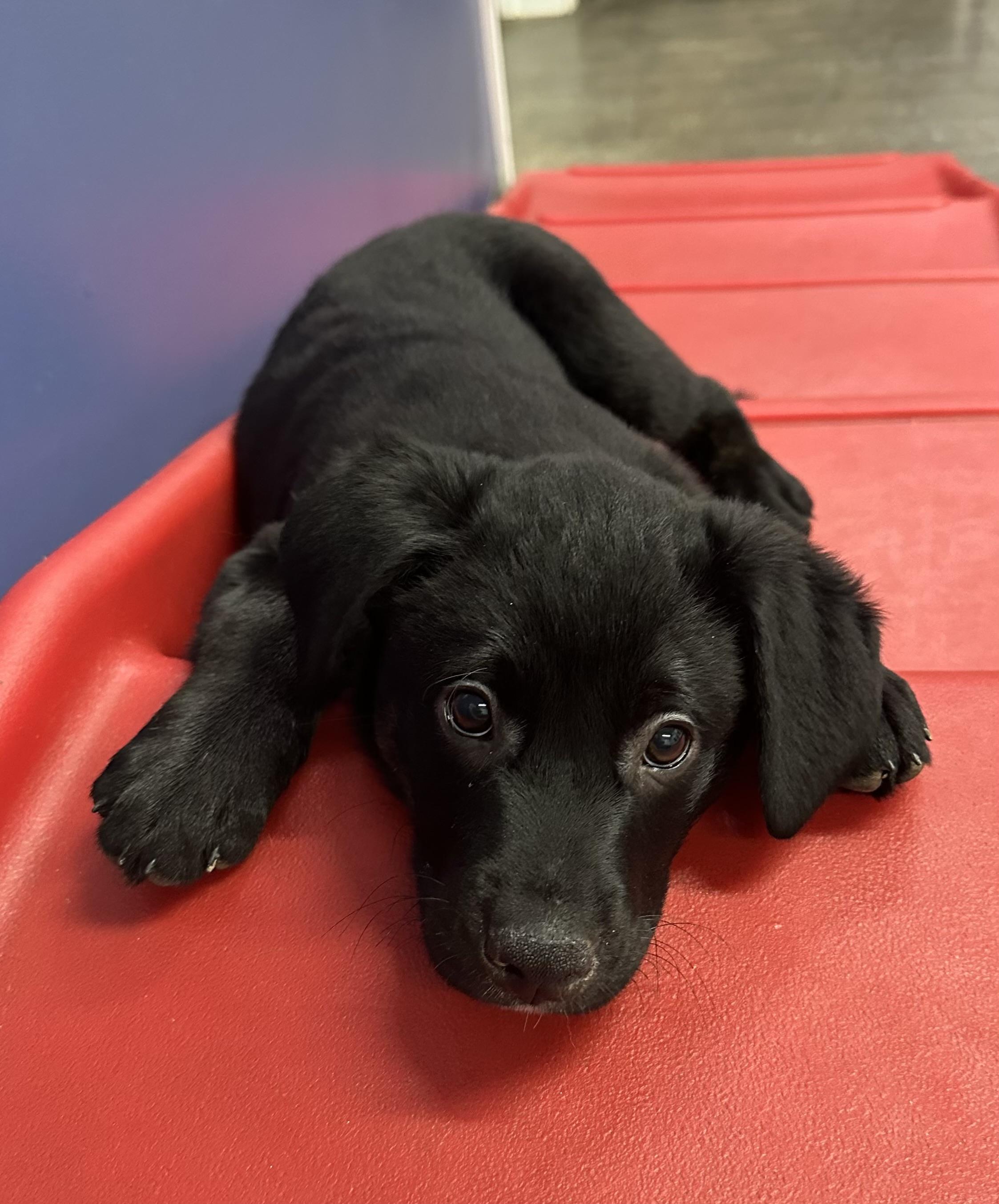 Nick, Adoptable, Puppy Male Black Labrador Retriever.