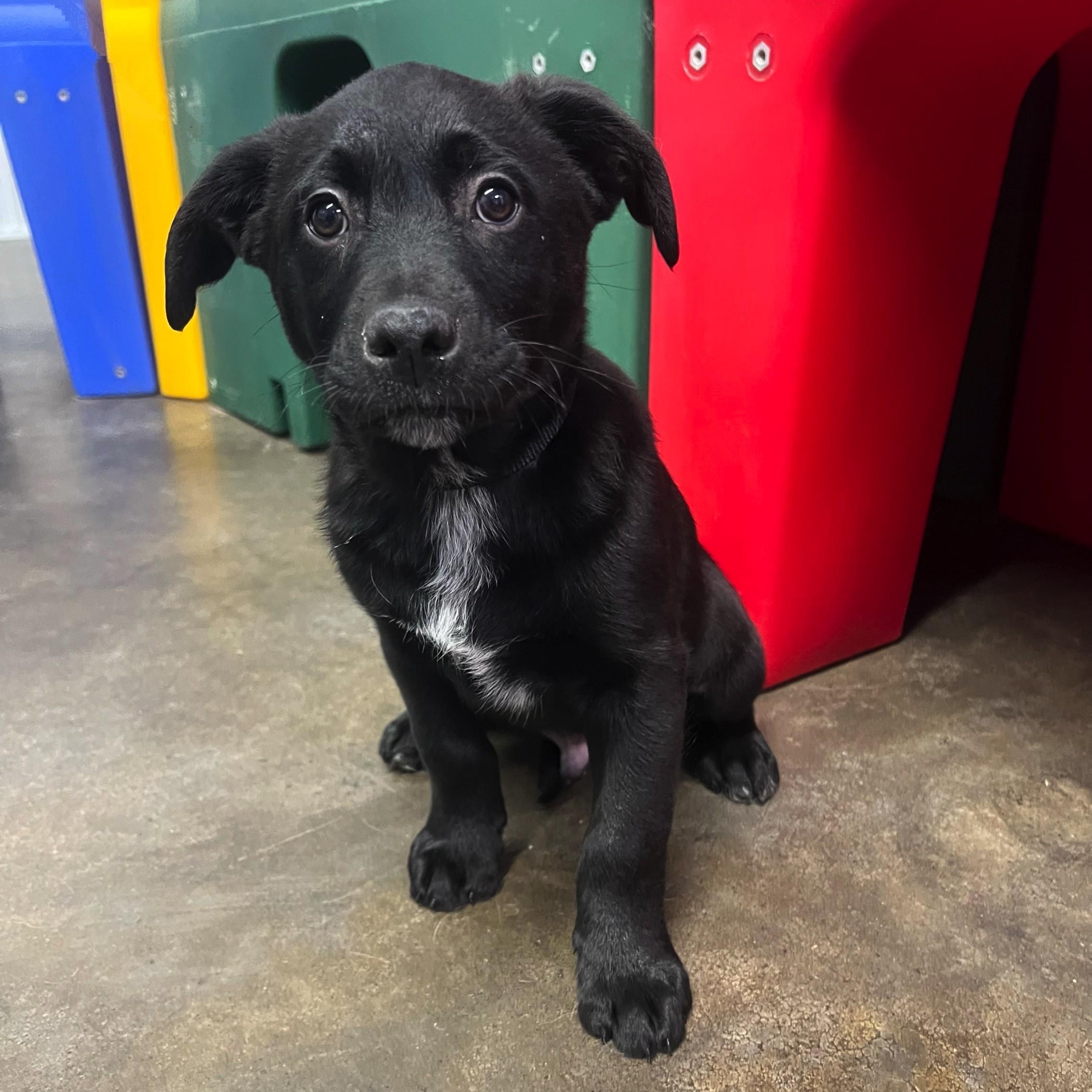 Nick, a Adoptable mixed breed in High Ridge, MO image 2/3