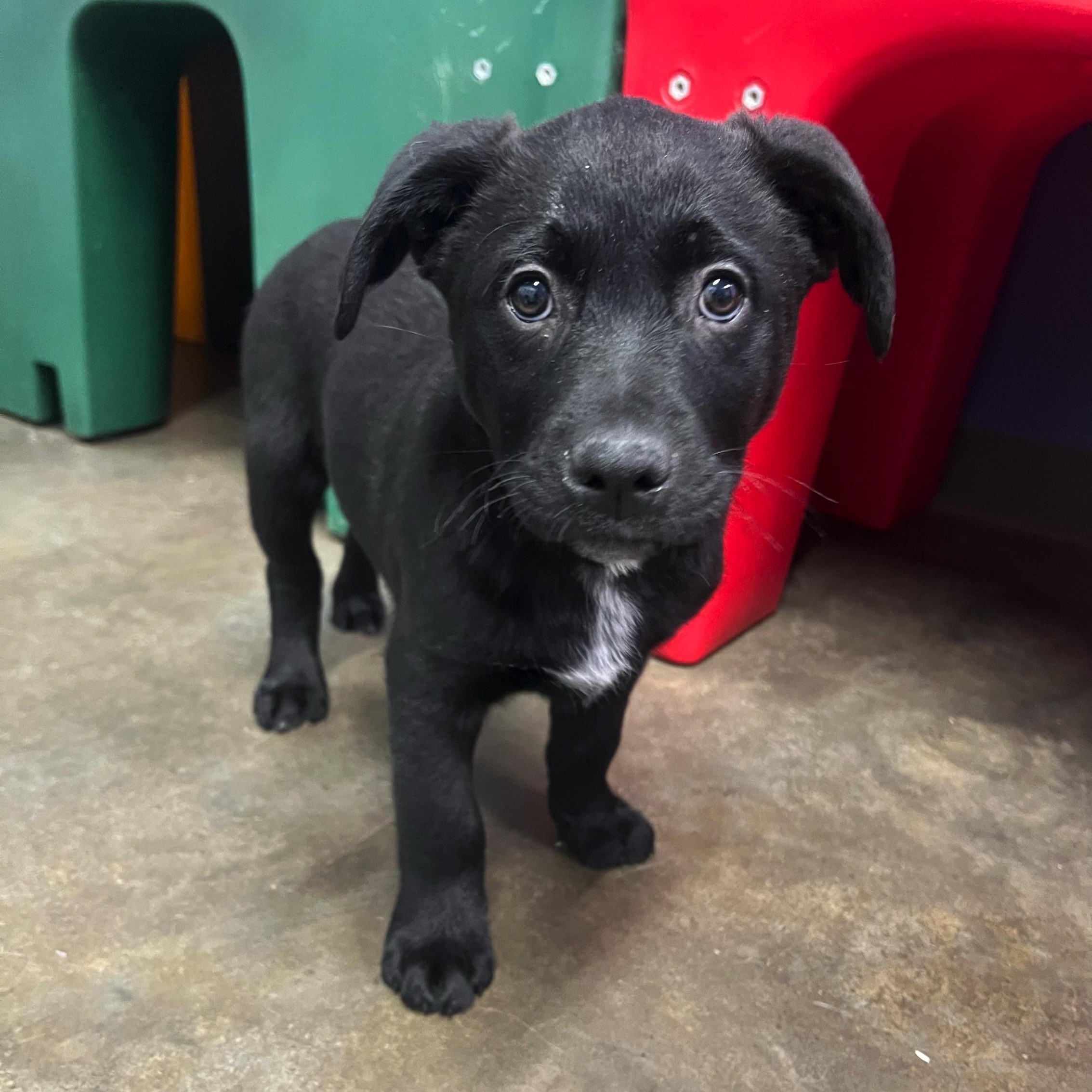 Nick, Adoptable, Puppy Male Black Labrador Retriever.