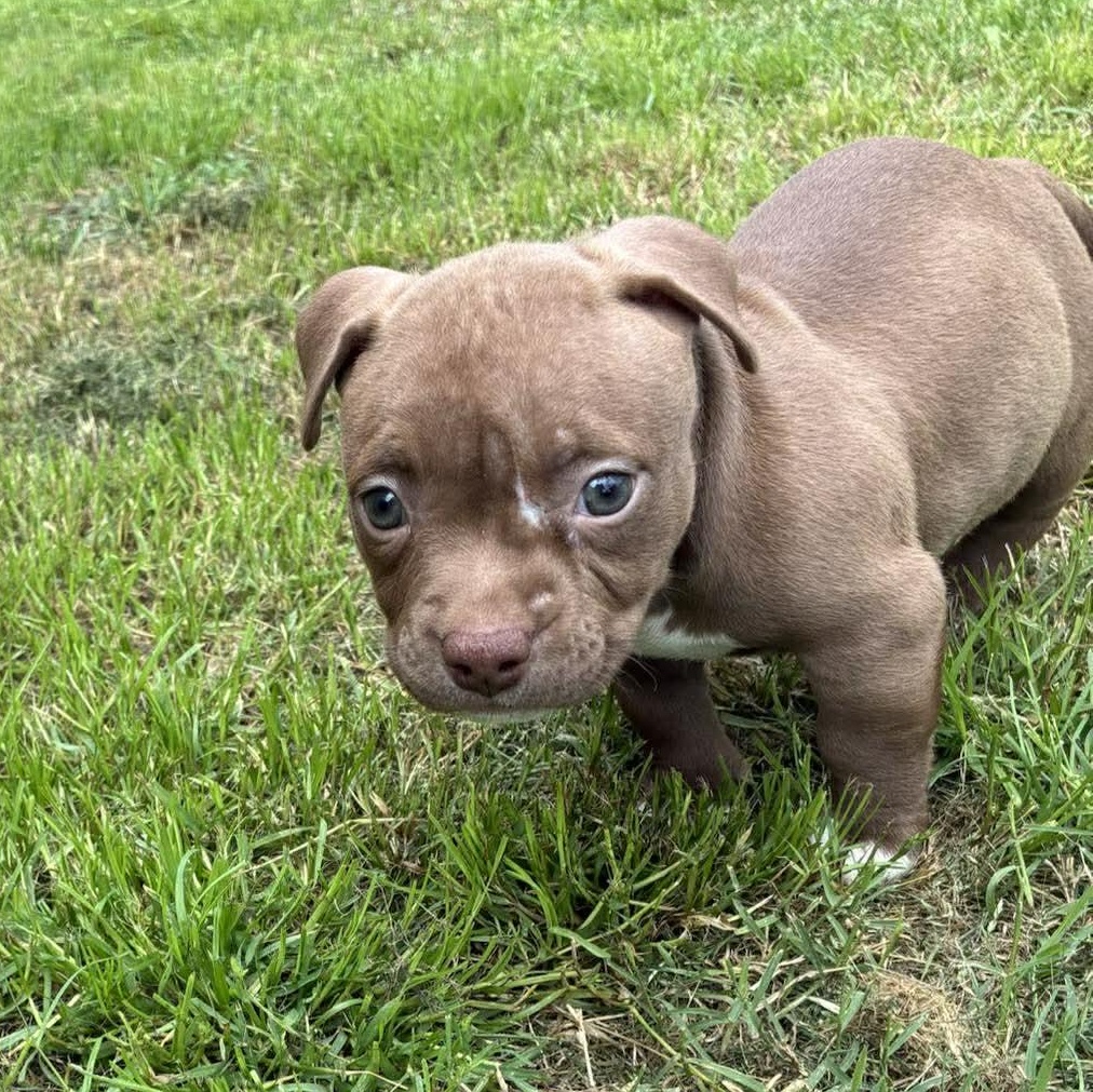 Enlarge Muffin, an adopted mixed breed in Belgrade, MT image 1/4