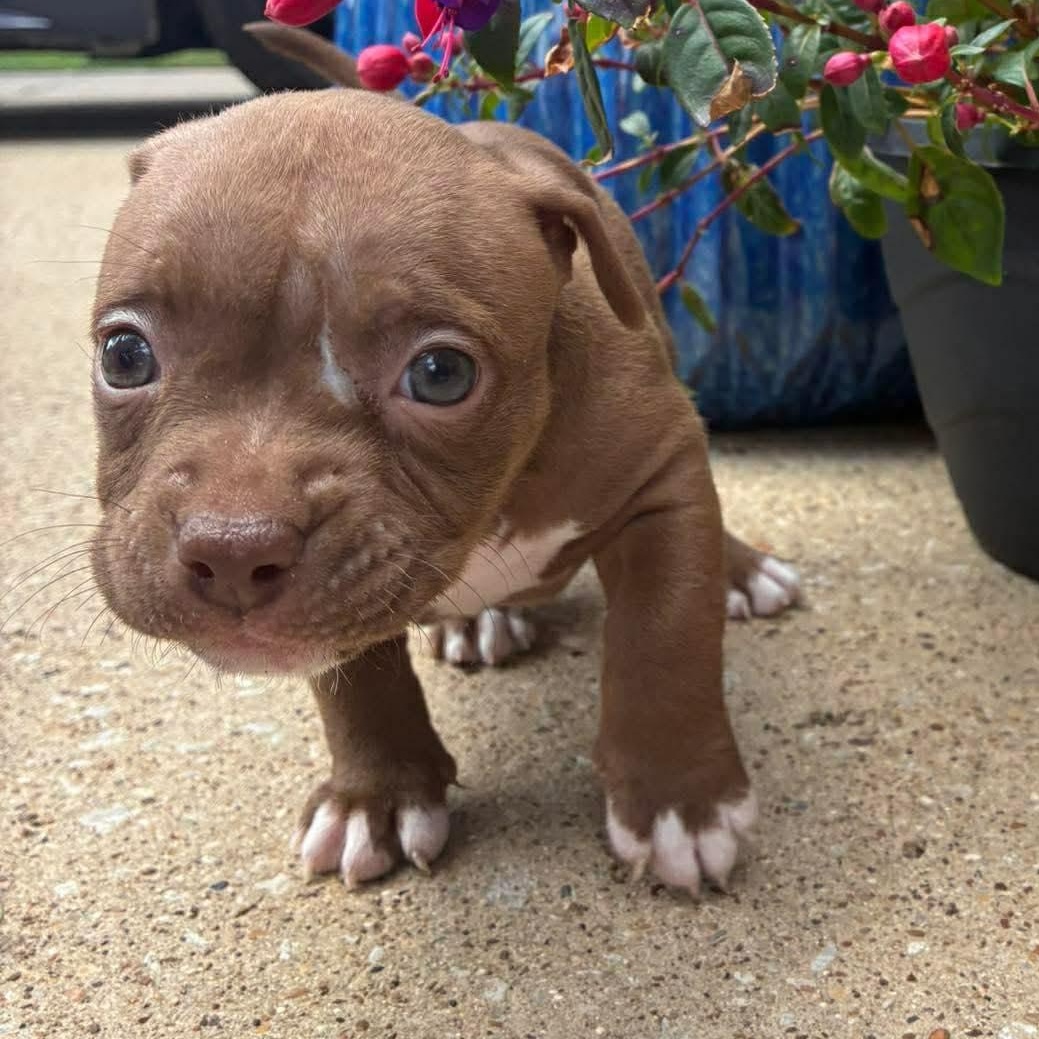 Enlarge Muffin, an adopted mixed breed in Belgrade, MT image 2/4