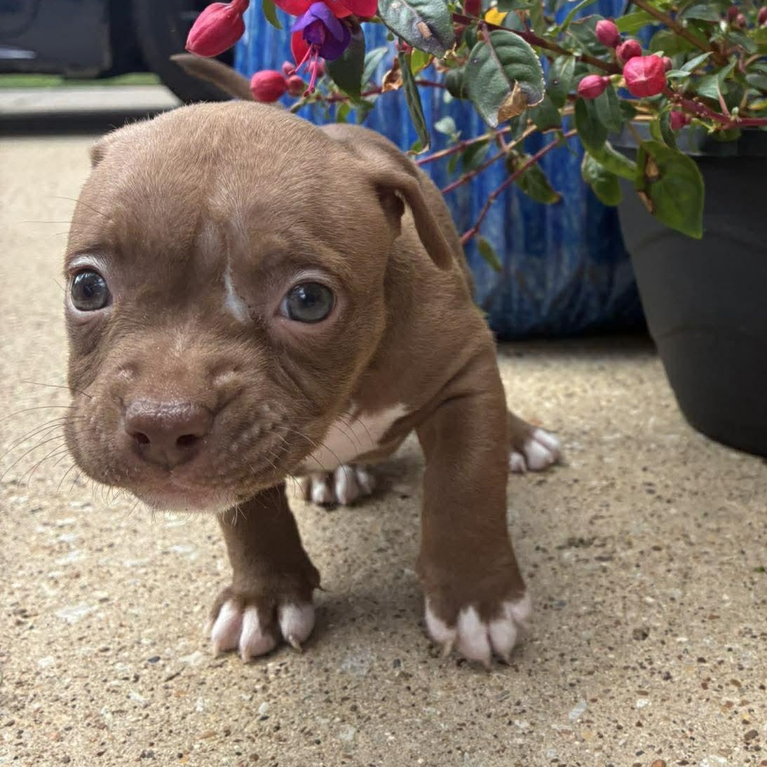 Enlarge Muffin, an adopted mixed breed in Belgrade, MT image 4/4