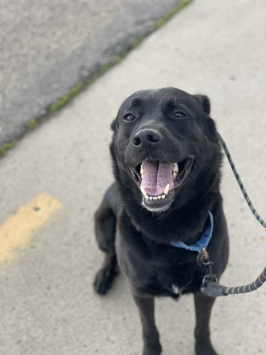 Meeko, Adoptable, Adult Male Mixed Breed.