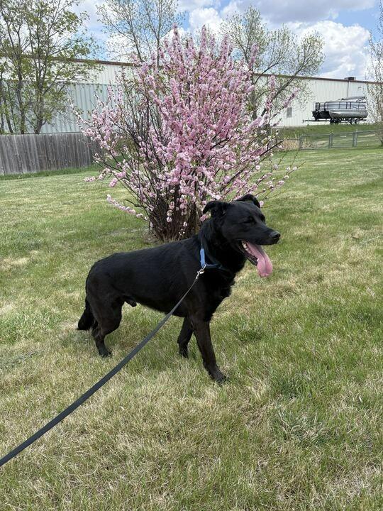Enlarge Meeko, a Adoptable Mixed Breed in Minot, ND image 4/4