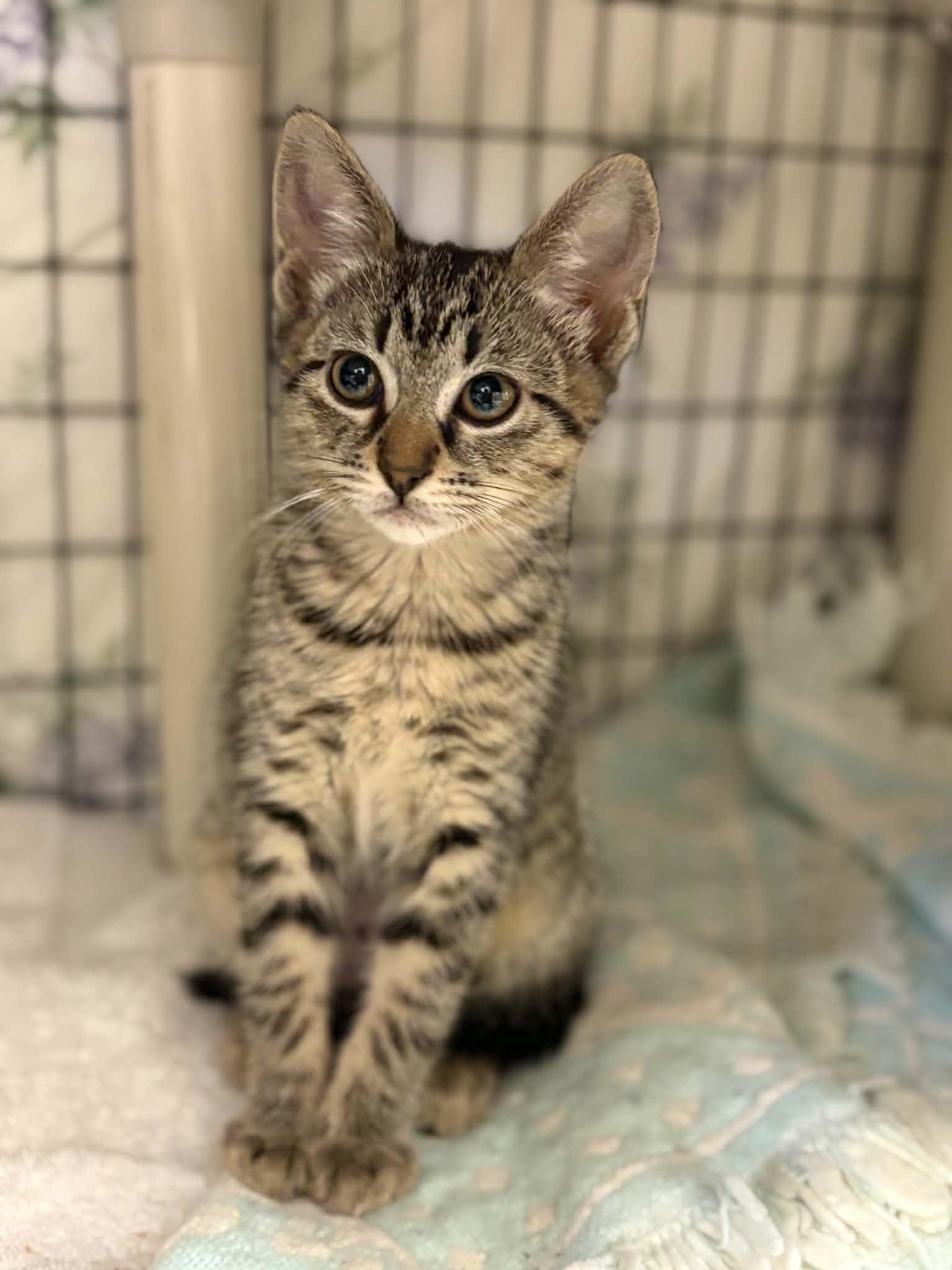 Margherita, adopted, Kitten Male Domestic Short Hair.