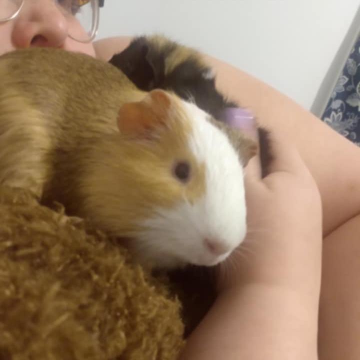 Puff, Adoptable, Adult Male Guinea Pig.