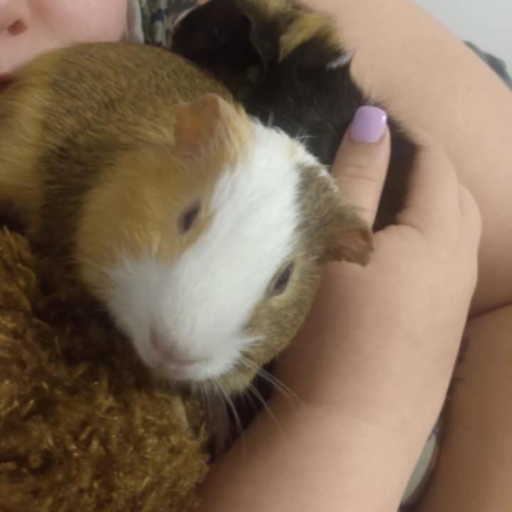 Puff, a Adoptable Guinea Pig in Lynchburg, VA image 2/2