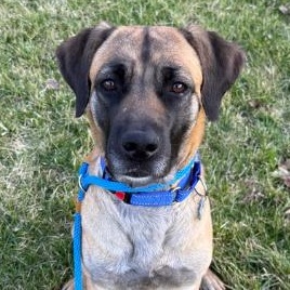 Buttercup, Adoptable, Young Female Mastiff & Belgian Shepherd / Malinois.