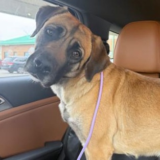 Buttercup, a Adoptable mixed breed in Oswego, IL image 4/6