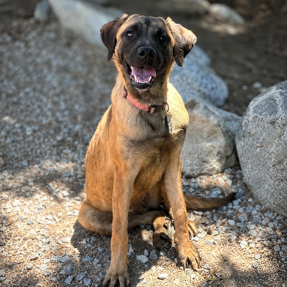 Buttercup, a Adoptable mixed breed in Oswego, IL image 5/6