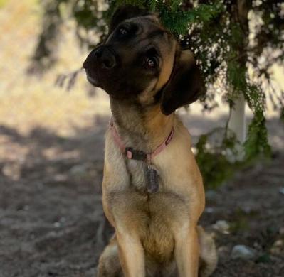 Buttercup, a Adoptable mixed breed in Oswego, IL image 2/6
