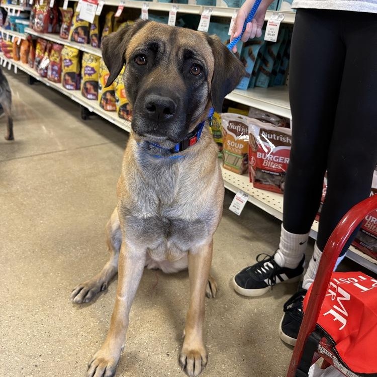 Buttercup, a Adoptable mixed breed in Oswego, IL image 3/6