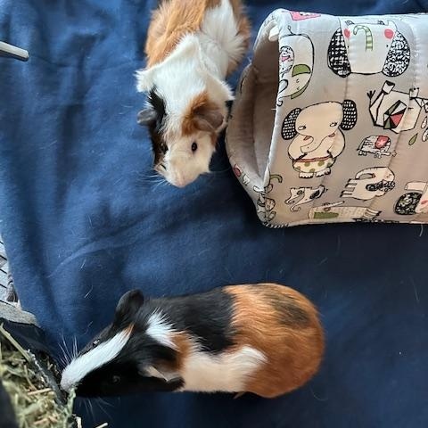 Enlarge Ranger & Bash, a ADOPTABLE Guinea Pig in Austin, TX image 2/4