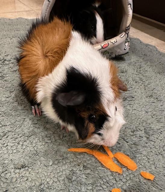 Enlarge Ranger & Bash, a ADOPTABLE Guinea Pig in Austin, TX image 3/4