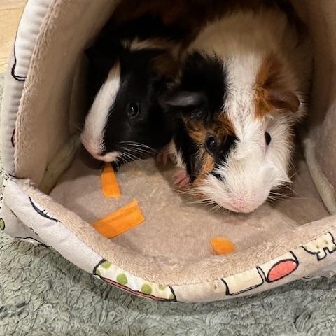 Enlarge Ranger & Bash, a ADOPTABLE Guinea Pig in Austin, TX image 4/4