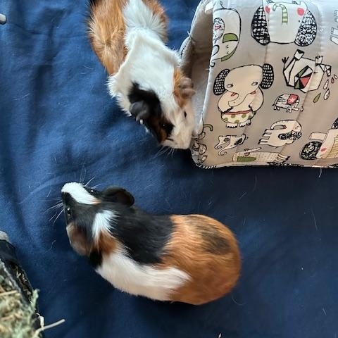 Ranger & Bash, ADOPTABLE, Young Male Guinea Pig.