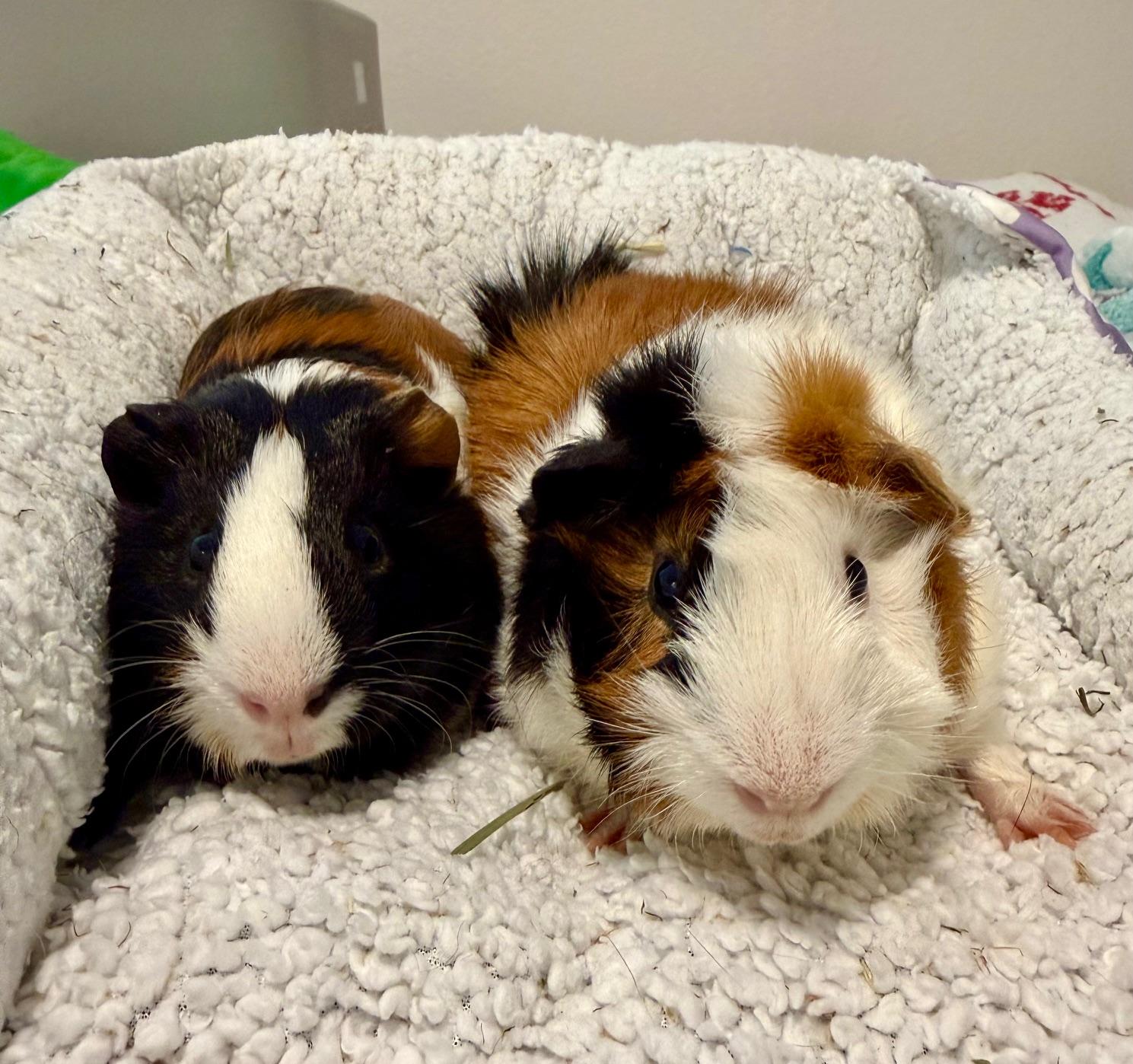Enlarge Ranger & Bash, a ADOPTABLE Guinea Pig in Austin, TX image 1/6