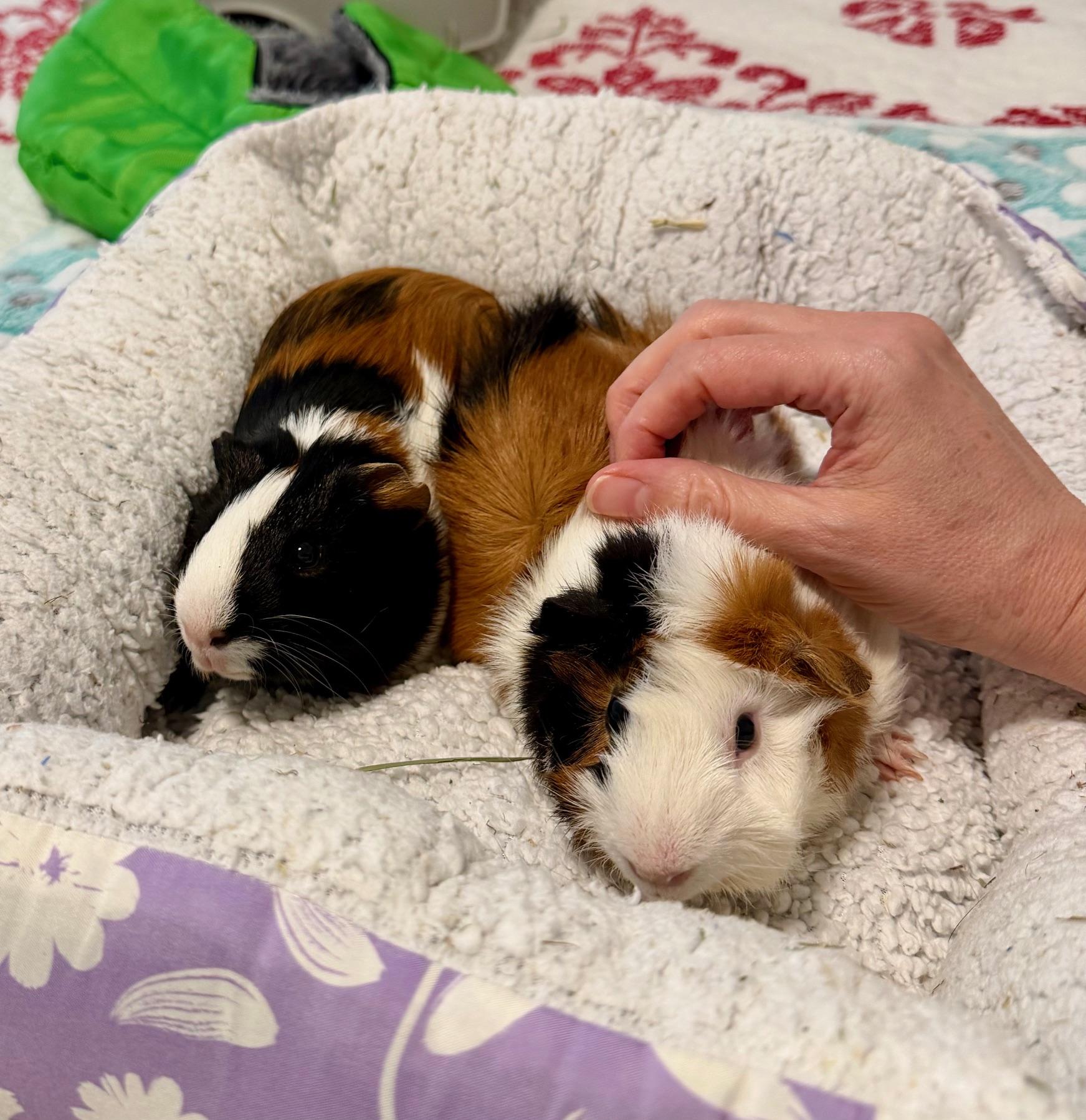 Enlarge Ranger & Bash, a ADOPTABLE Guinea Pig in Austin, TX image 2/6