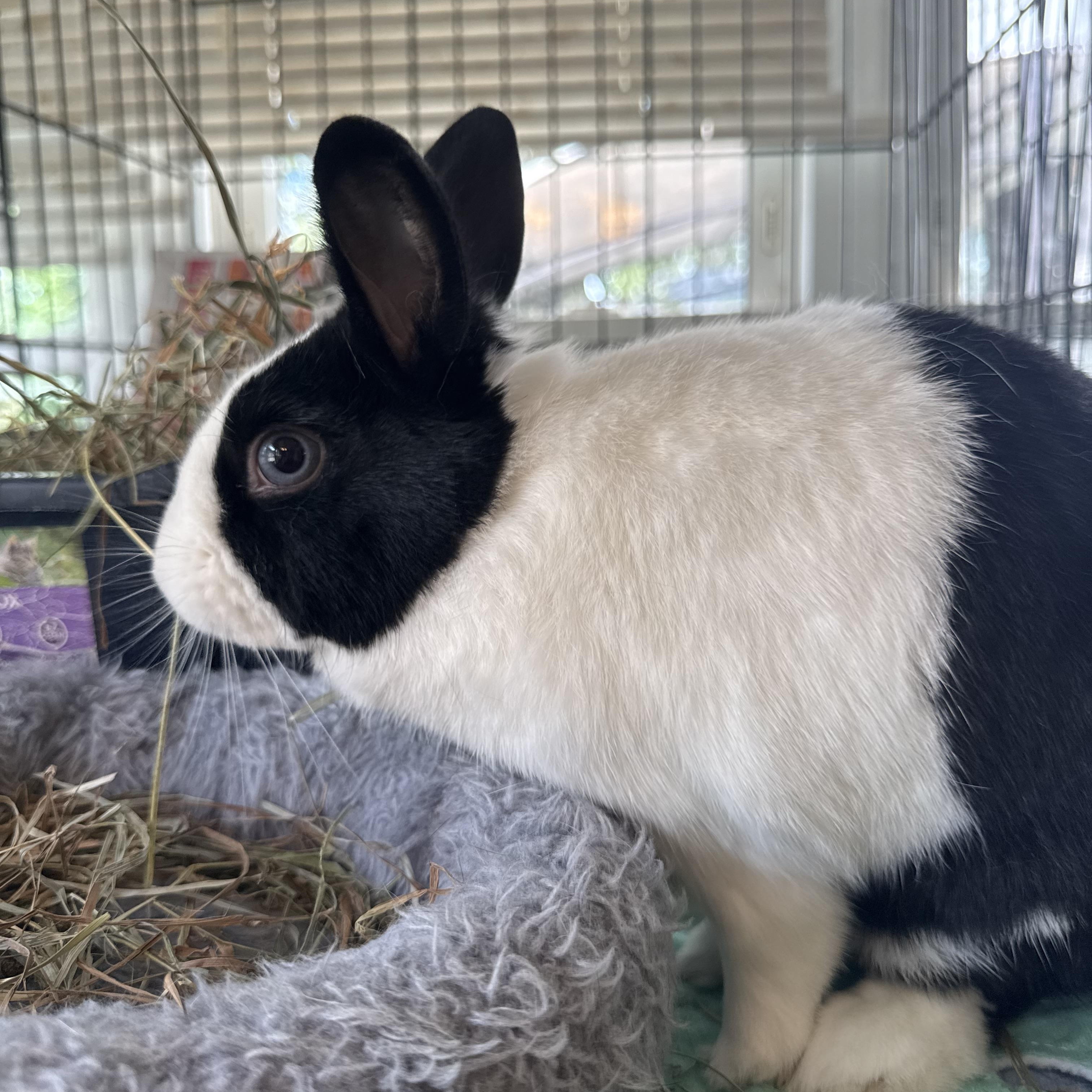 Chip, Adoptable, Young Male Dutch.