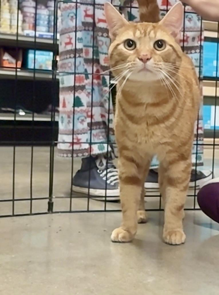 Phineas, an adopted Domestic Short Hair in North East, MD image 4/4