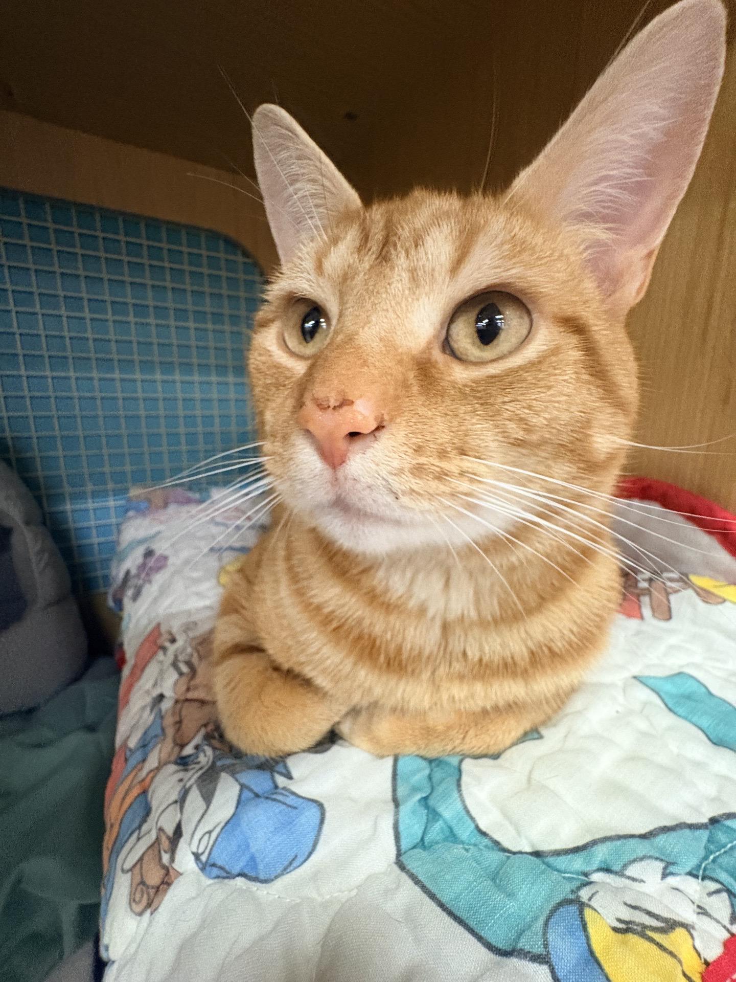 Phineas, an adopted Domestic Short Hair in North East, MD image 1/4