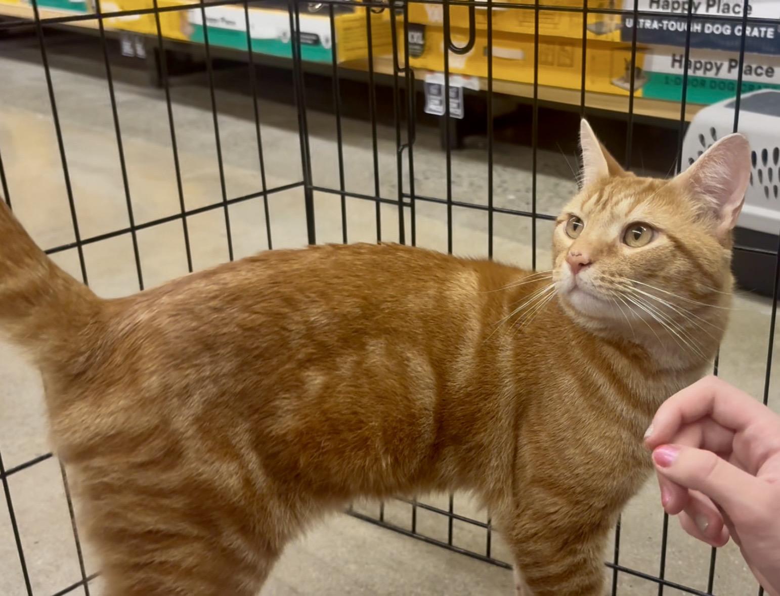 Phineas, an adopted Domestic Short Hair in North East, MD image 3/4